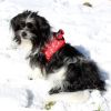 American River Choke Free Dog Harness Holiday Collection - Candy Canes