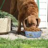 Multi Print Stainless Steel Dog Bowl By Bella N Chaser-Set of 2