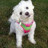 American River Choke Free Dog Harness Ombre Collection - Cotton Candy