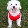 Cotton Dog Tank - Flame Scarlet Red
