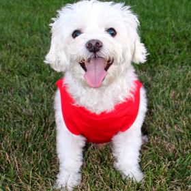 Cotton Dog Tank - Flame Scarlet Red (size: 3X-Large)