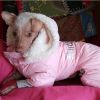 Ruffin It Dog Snowsuit Harness - Pink