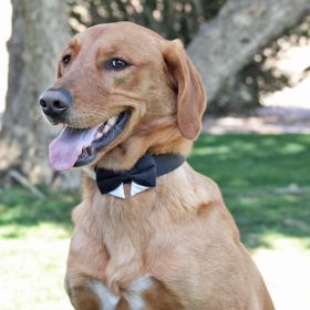 Universal Dog Bow Tie - Black with Starter Collar (size: X-Small)