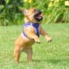 American River Choke Free Harness Hawaiian Trim - Paisley Purple