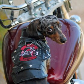 Biker Dawg Motorcycle Dog Jacket - Black (size: small)