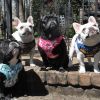 Wrap and Snap Choke Free Dog Harness by Doggie Design - Surfboards and Palms