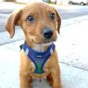 American River Choke Free Dog Harness Ombre Collection - Northern Lights