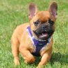 American River Choke Free Harness Hawaiian Trim - Paisley Purple